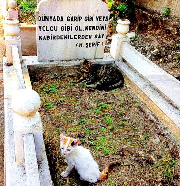graveyard cats